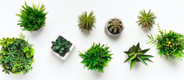 Transformez votre intérieur avec l'élégance des plantes artificielles