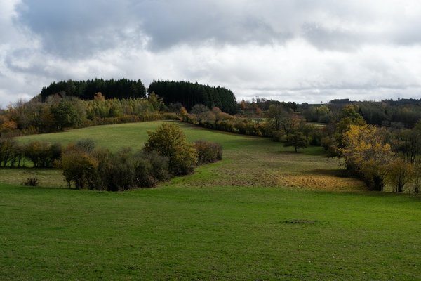 Sapin de Noël : Les idées pour avoir le meilleur sapin