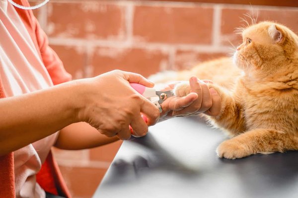 Comment réussir à couper les ongles des chats?